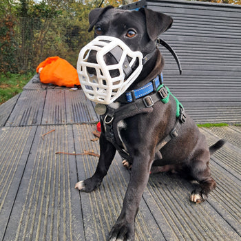 Dog wearing a Jimmy size muzzle from the muzzle movement