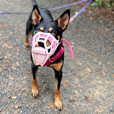 Extra-secure scavenger guard