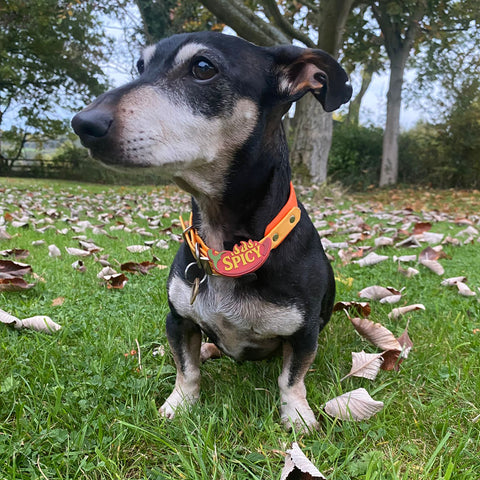 Snooties™ – Muzzle Charm