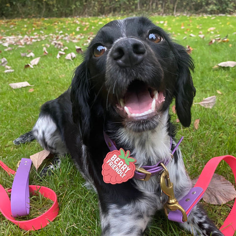 Snooties™ – Muzzle Charm
