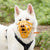 Size Taz Dog Muzzle - Made to order muzzle with colour customisation
