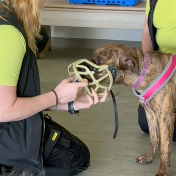 Person holding a dog muzzle near a brindle-colored dog in an indoor setting