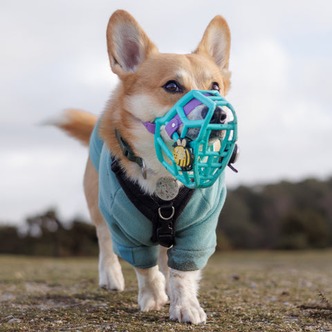 Snooties™ – Muzzle Charm