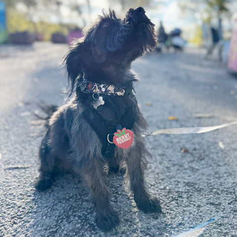 Snooties™ – Muzzle Charm