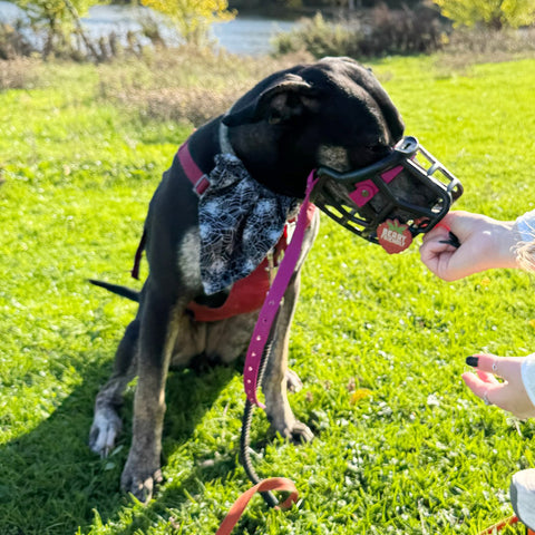 Snooties™ – Muzzle Charm
