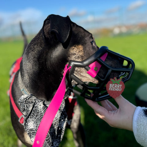 Snooties™ – Muzzle Charm