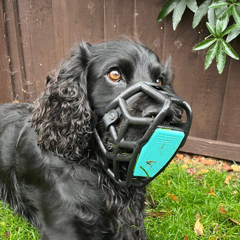 Rex Black Muzzle – Limited Edition Recycled - Ready to Ship