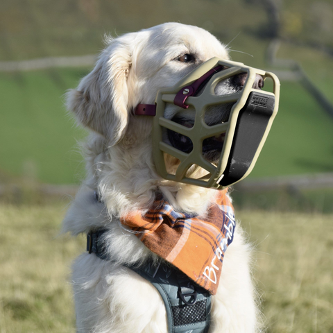 Pack de 4 gardes de charognards pour professionnels canins