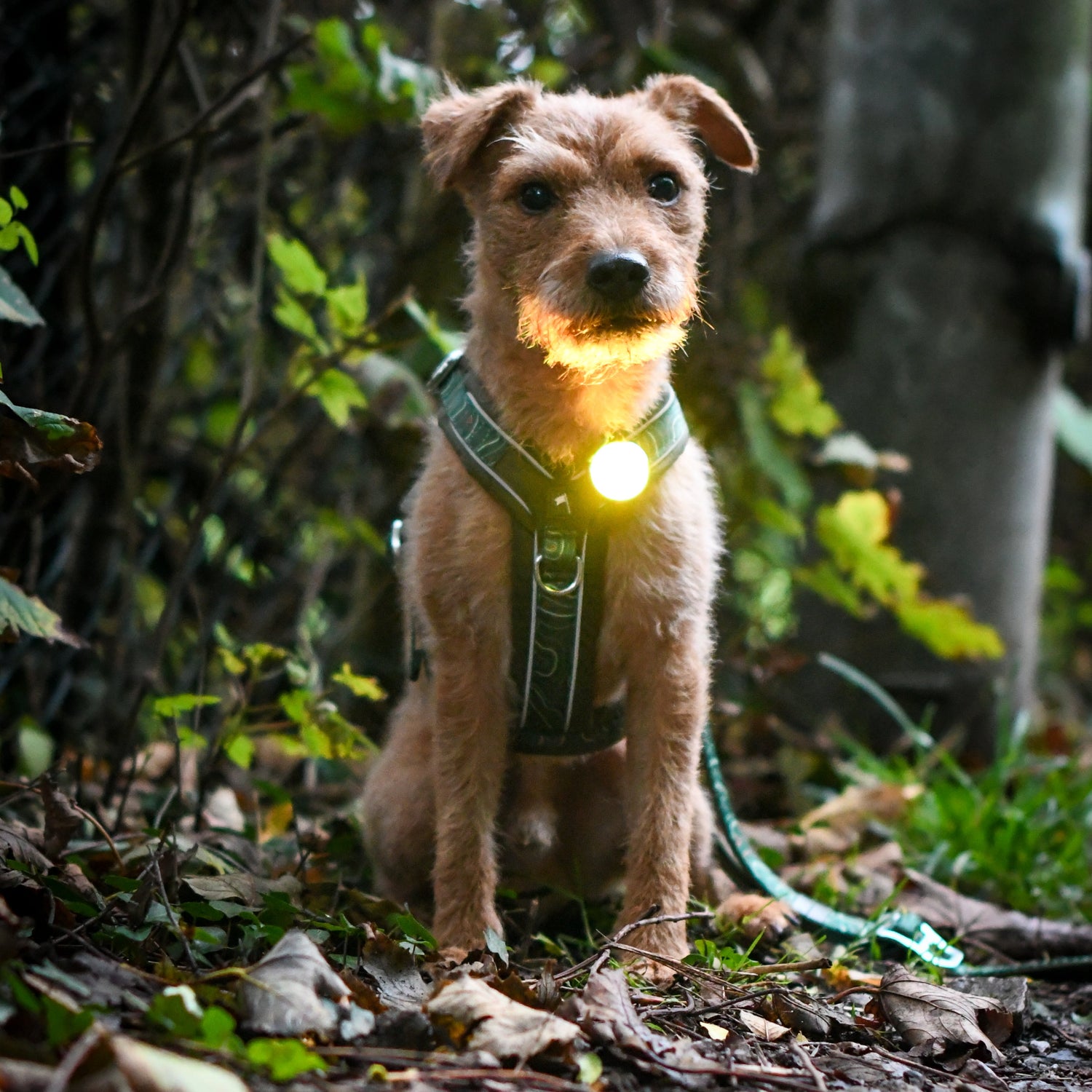 Twiggy Tags TrekBright® Dog Safety Light