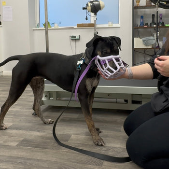 Dog wearing a muzzle in a room with a person and grooming equipment.