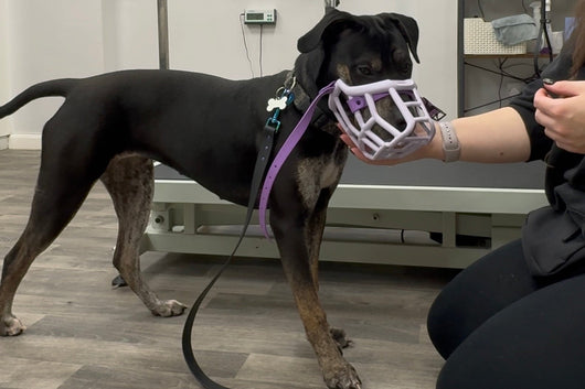 Dog wearing a muzzle in a room with a person and grooming equipment.