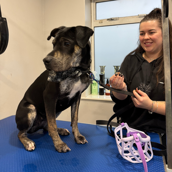 Dog sitting on a grooming table with a person holding a purple dog muzzle in a clinical setting.