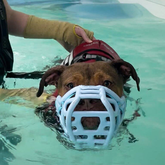 Dog wearing a muzzle in a pool with a Canine Professional assisting