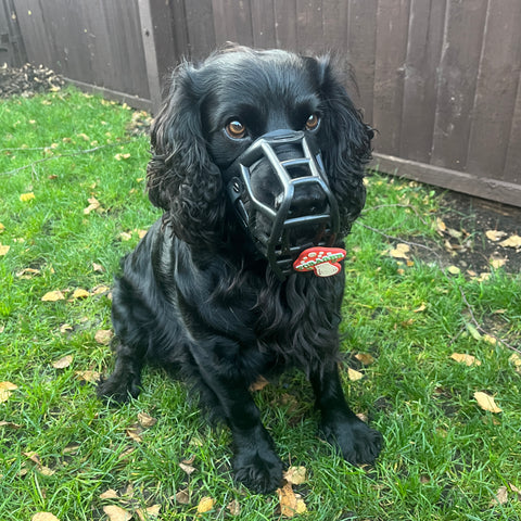 Snooties™ – Muzzle Charm