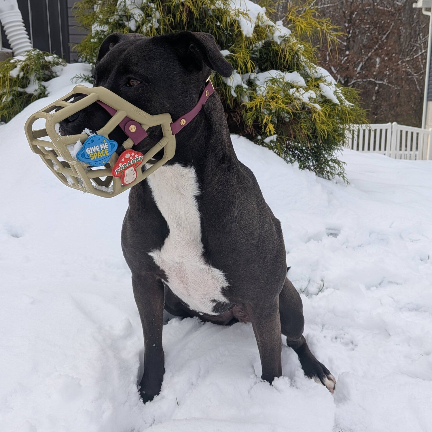 Snooties™ –   Forager Mushroom Snootie Muzzle Charm