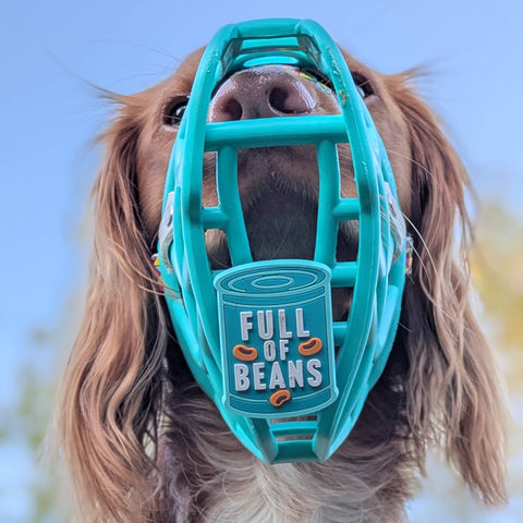Dog wearing a teal muzzle with 'Full of Beans' text and branding.