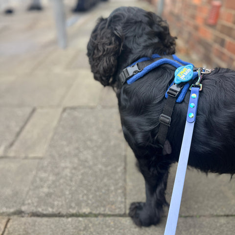 Snooties™ – Muzzle Charm