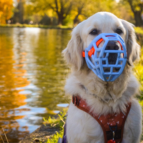 Size Tolly Dog Muzzle - Made to order muzzle with colour customisation