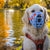 Size Tolly Dog Muzzle - Made to order muzzle with colour customisation