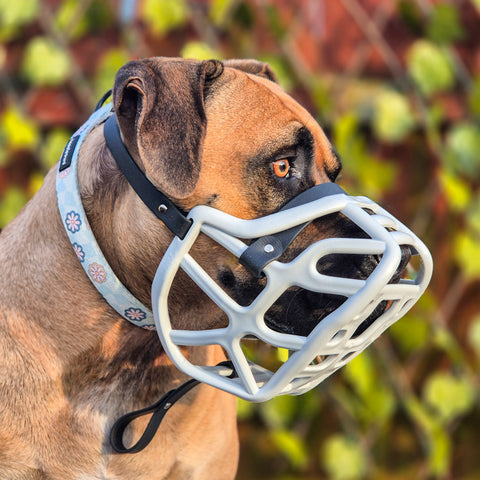 Size Harry 2.0 Dog Muzzle - Made to order muzzle with colour customisation