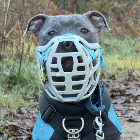 Size Pippa Dog Muzzle - Made to order muzzle with colour customisation
