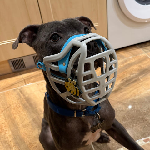 Size Pippa Dog Muzzle - Made to order muzzle with colour customisation