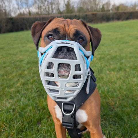 Taille Pippa Précommande - Muselière fabriquée sur commande avec personnalisation des couleurs - EXPÉDITION PRÉVUE À PARTIR DU 8 DÉCEMBRE 2025