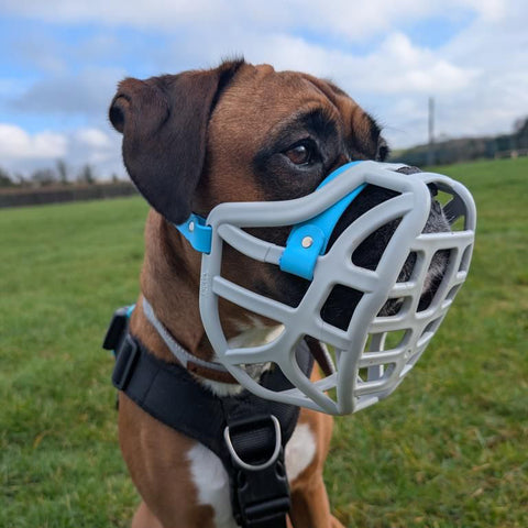 Taille Pippa Précommande - Muselière fabriquée sur commande avec personnalisation des couleurs - EXPÉDITION PRÉVUE À PARTIR DU 8 DÉCEMBRE 2025