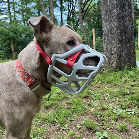 Size Taz Dog Muzzle - Made to order muzzle with colour customisation