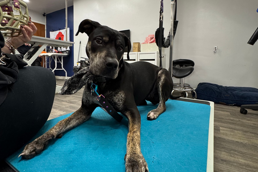 Dog lying on a blue mat in a room with various equipment