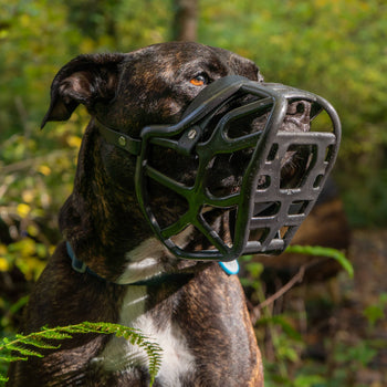 Dog wearing a black Harry 2.0 muzzle in the woods