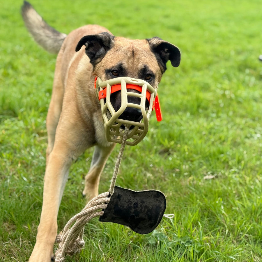 Sunny* Muzzle Collar and Lead set