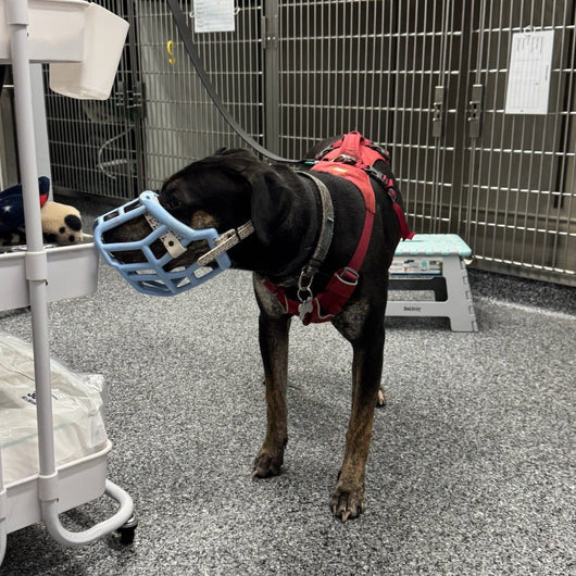 Dog wearing a muzzle in at the Vets with cages in the background