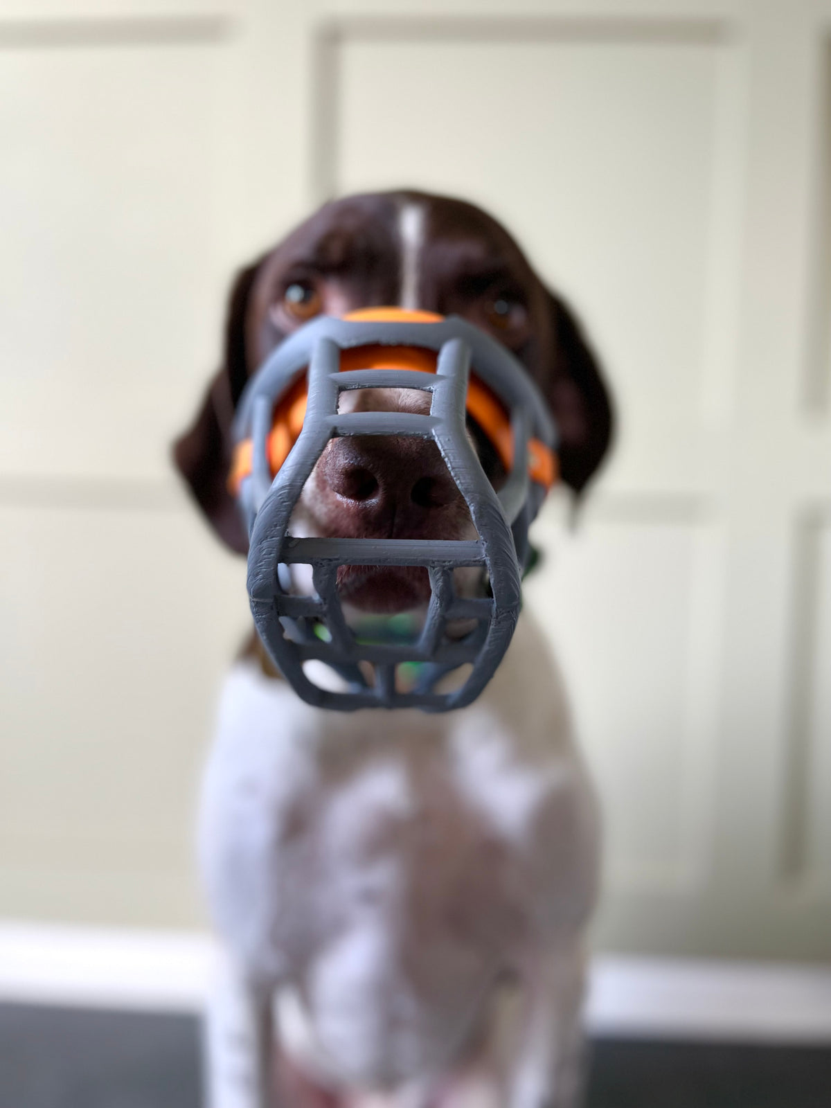 Tolly wearing a grey muzzle, front view