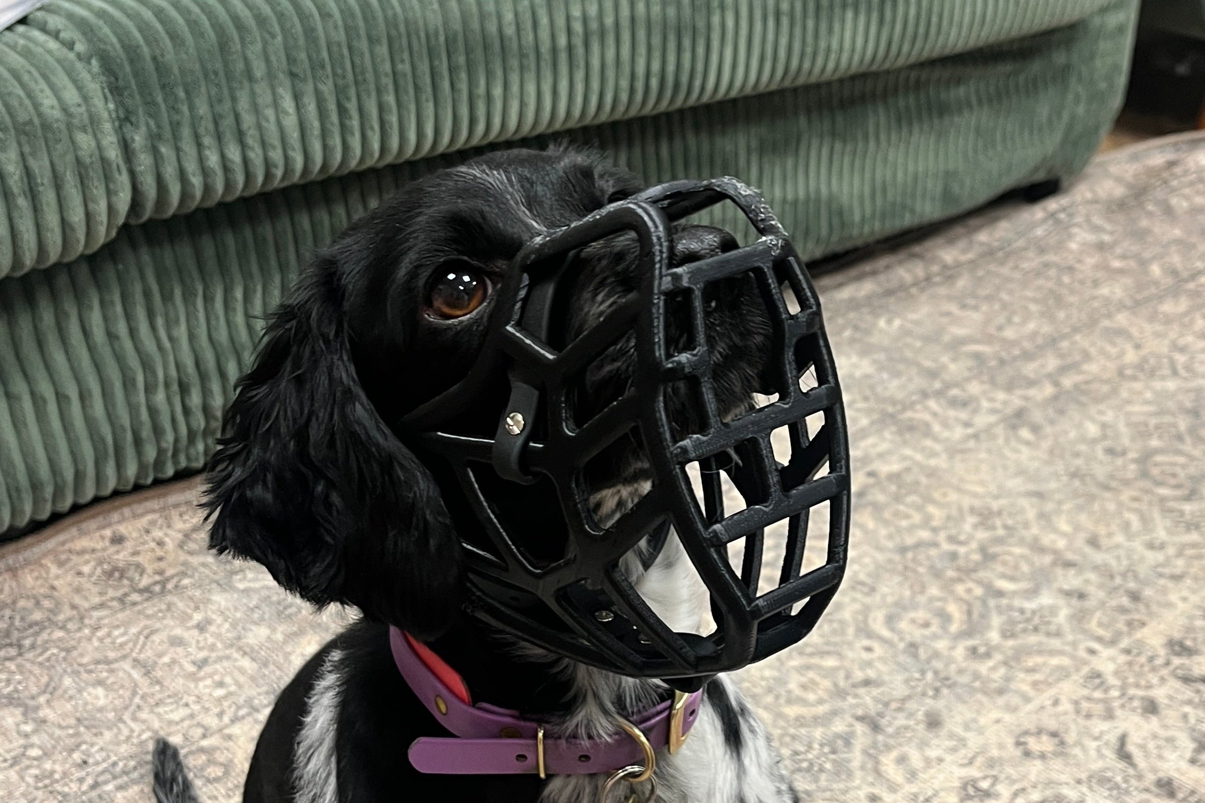 Small dog wearing a black muzzle on a patterned floor next to a green couch.