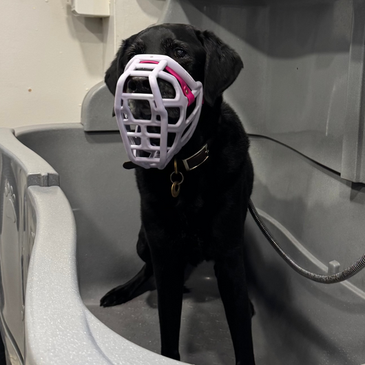 Black dog wearing a muzzle inside a grooming bath