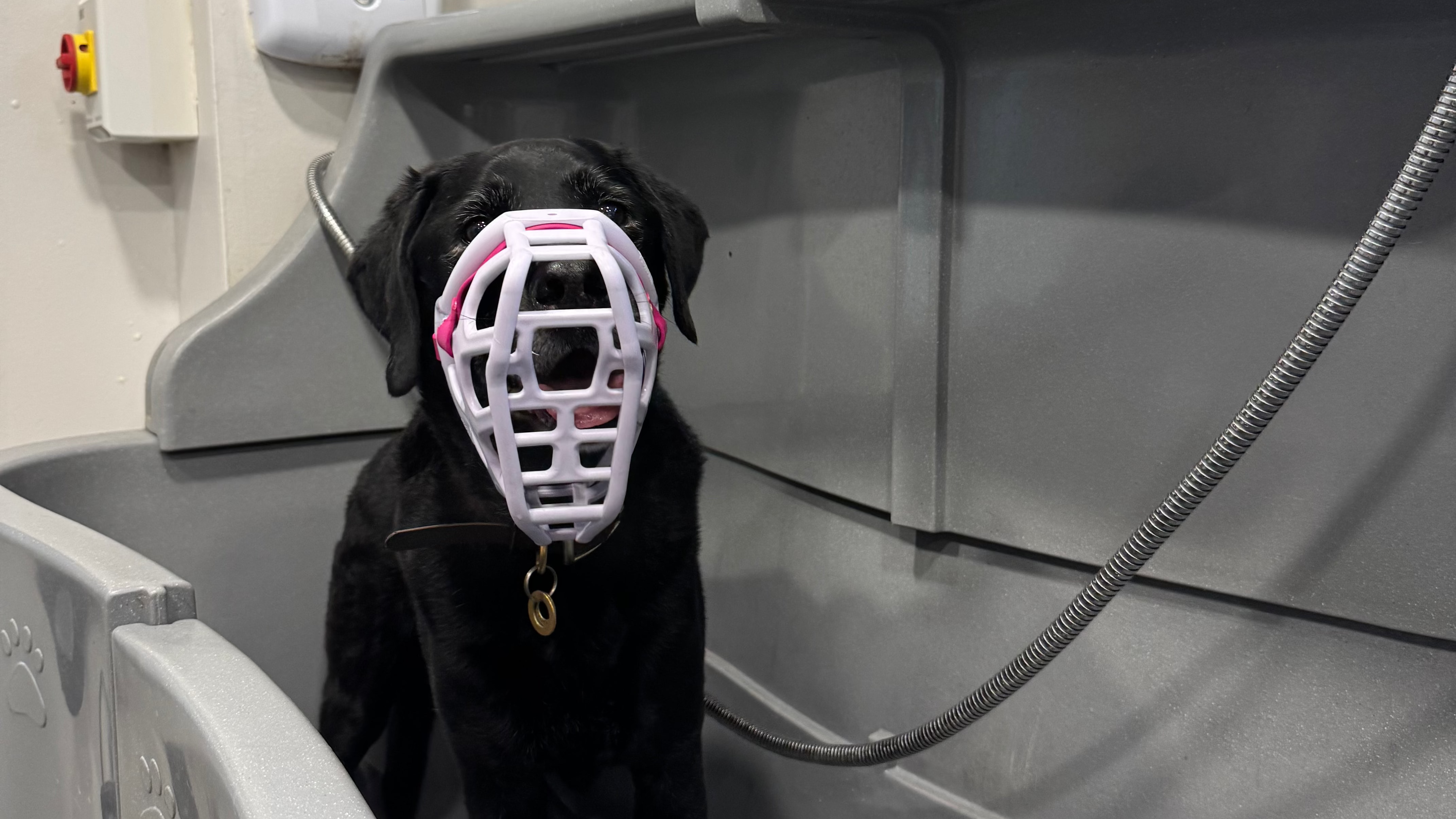 Black dog wearing a muzzle inside a Groomers bath