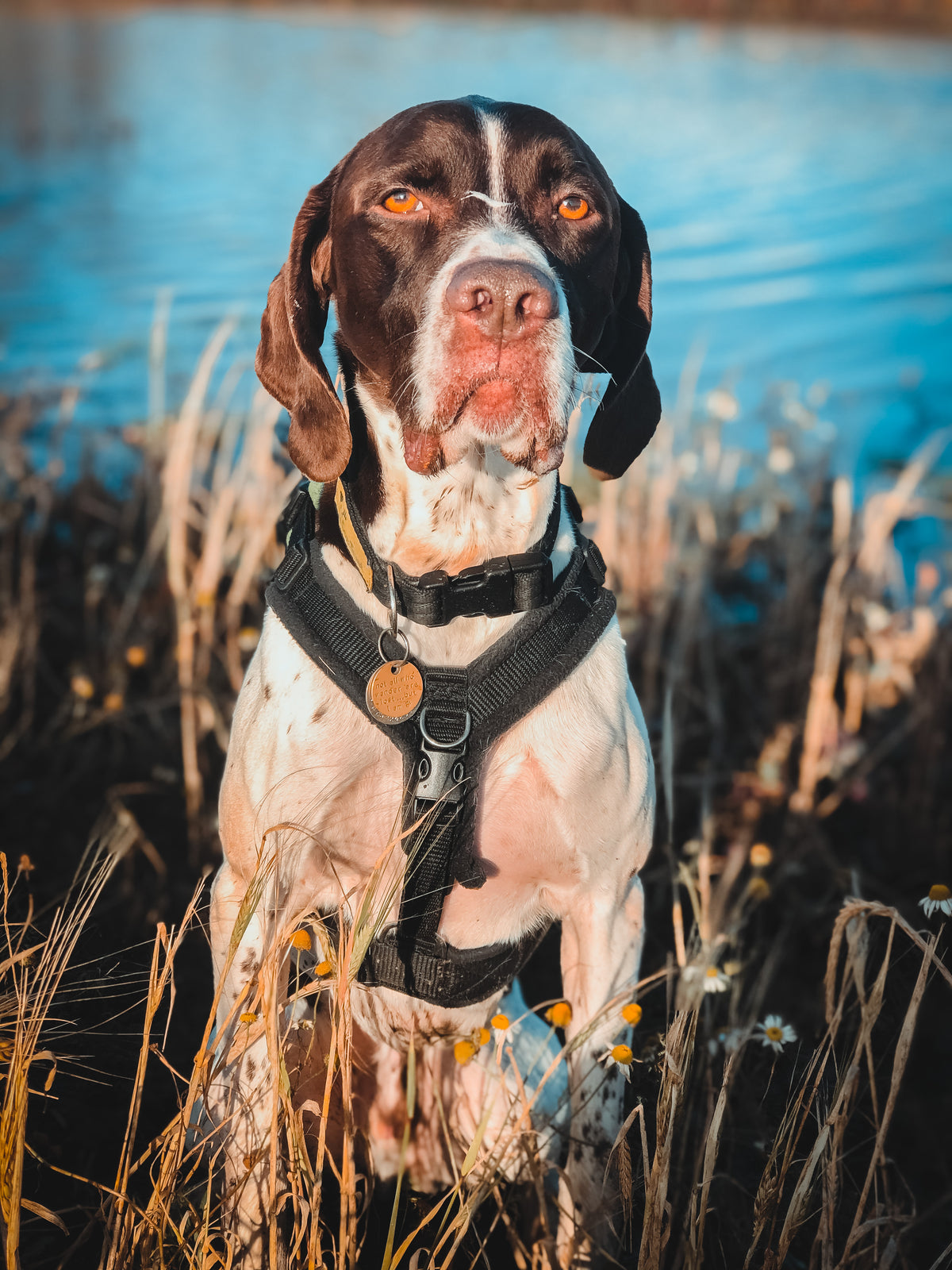 Tolly the pointer cross sitting by water