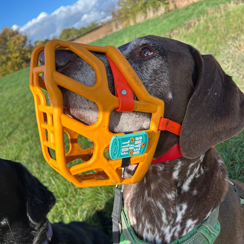 Dog wearing a muzzle Movement Muzzle and snooty with a scenic background