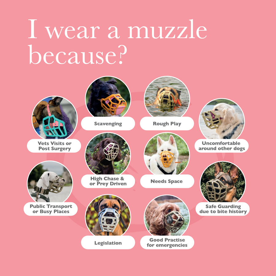 I wear a muzzle because — mobile version
