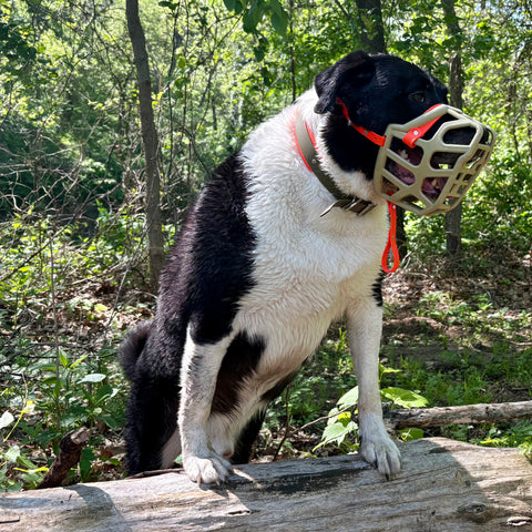 Size Taz Dog Muzzle - Made to order muzzle with colour customisation