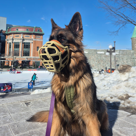 Size Taz Dog Muzzle - Made to order muzzle with colour customisation