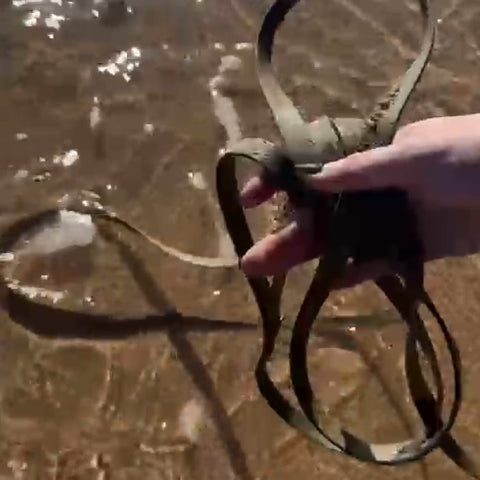 Biothane Long Line - Manche standard - pour le commerce