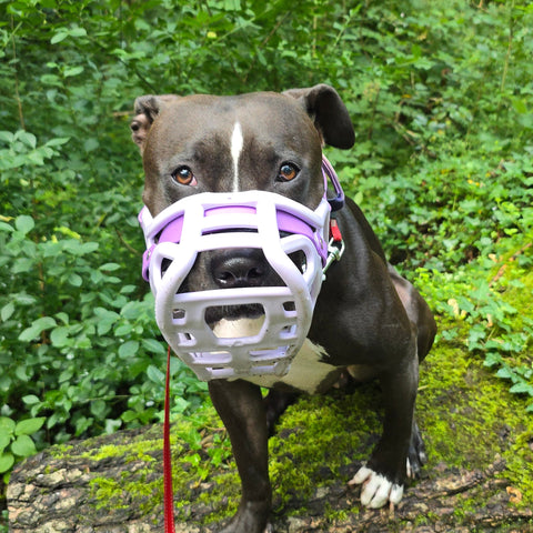 Size Harry 2.0 Dog Muzzle - Made to order muzzle with colour customisation