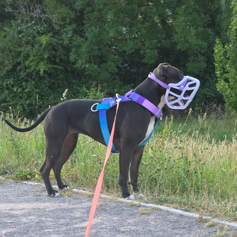 Size Harry 2.0 Dog Muzzle - Made to order muzzle with colour customisation