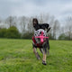 The Muzzle Mates - Muzzle friendly Fetch Toy