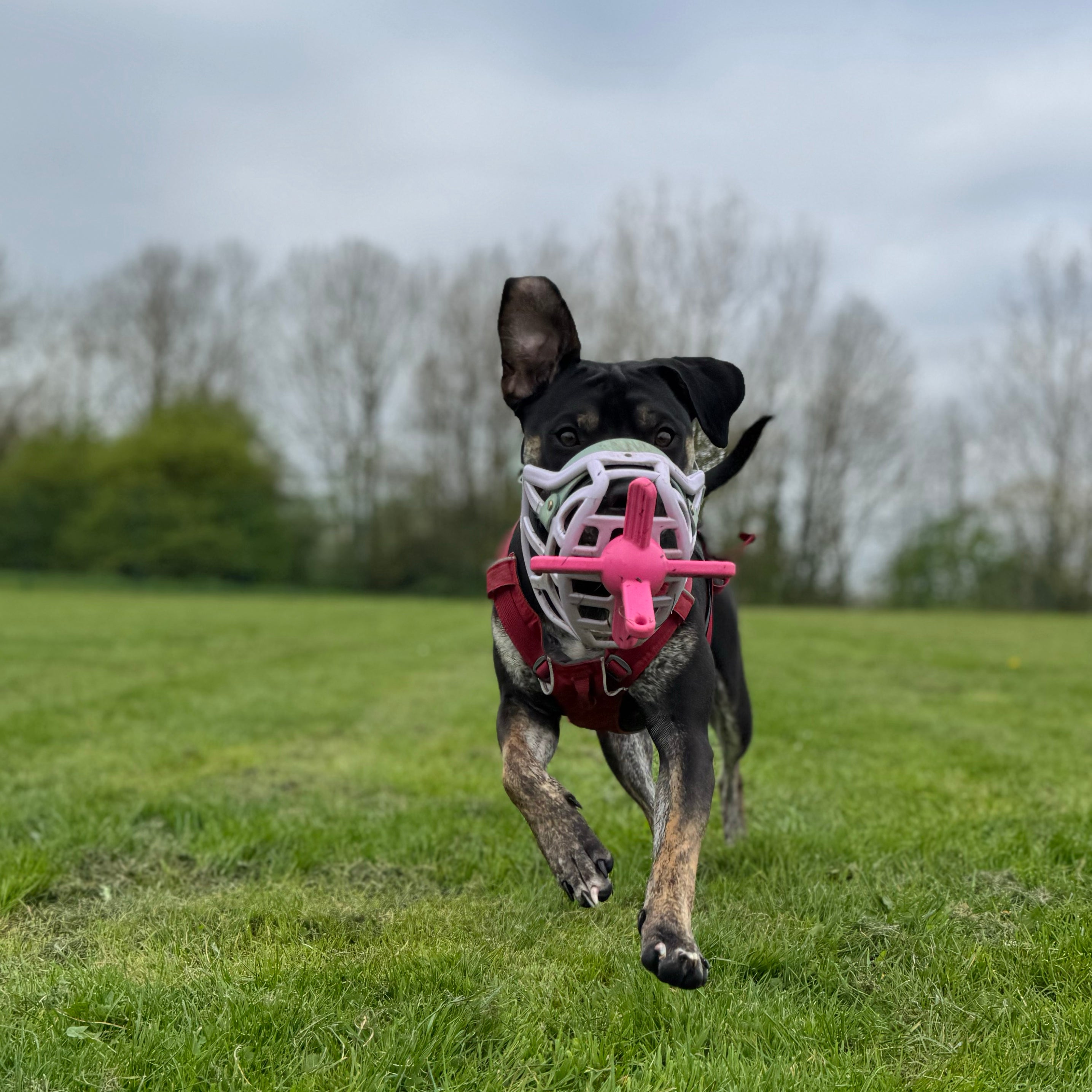 The Muzzle Mates Muzzle-Friendly Fetch Toy The Muzzle Movement The Muzzle Mates Muzzle-Friendly Fetch Toy The Muzzle Movement