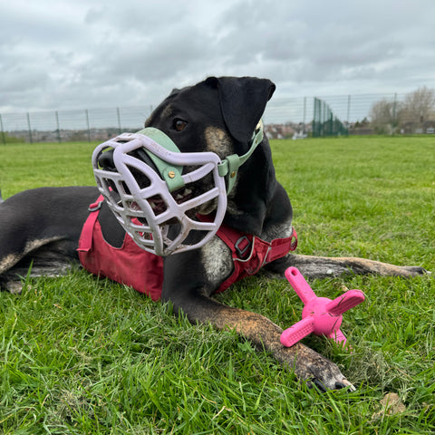 The Muzzle Mates - Muzzle friendly Fetch Toy