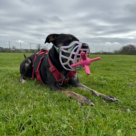 The Muzzle Mates - Muzzle friendly Fetch Toy