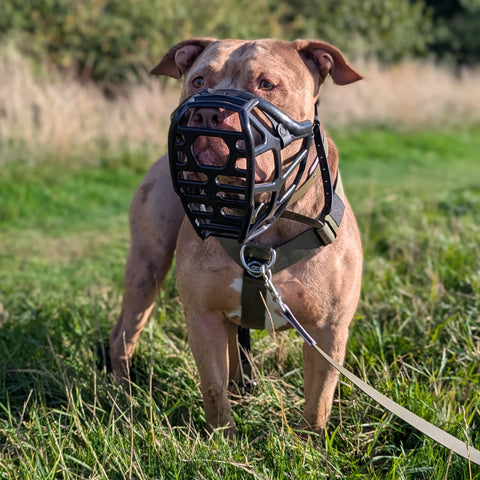 Mitzy Black Muzzle – Limited Edition Recycled - Ready to Ship